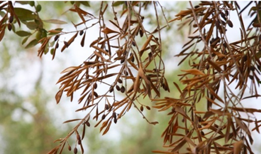 Bakteriyel Yaprak Yanıklığı, Zeytin Leprası