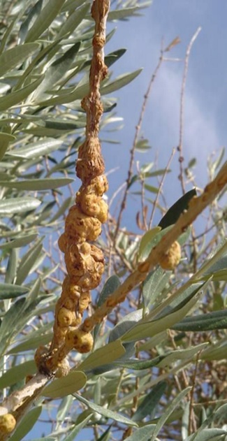 Zeytin Dal Kanseri