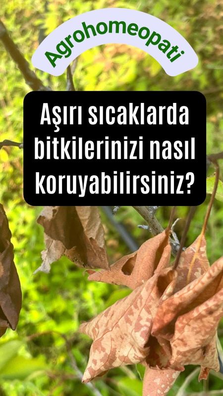 Aşırı sıcaklar bitkileri nasıl etkiler ve neler yapılabilir?