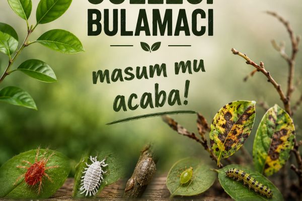 Gülleci bulamacı masum mu?