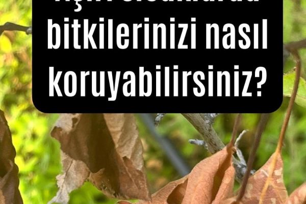 Aşırı sıcaklar bitkileri nasıl etkiler ve neler yapılabilir?
