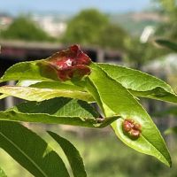Mantari Hastalıklar , Yaprak Kıvırcıklığı