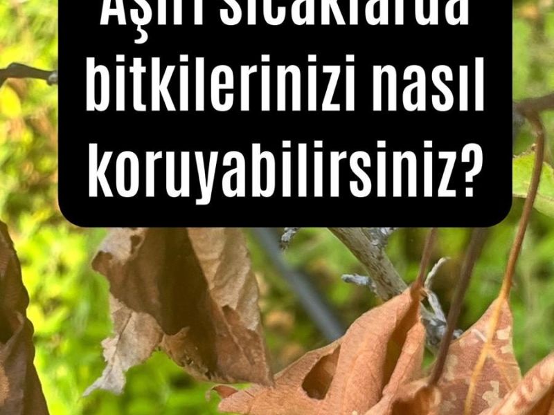 Aşırı sıcaklar bitkileri nasıl etkiler ve neler yapılabilir?