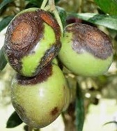 Zeytin Antraknozu
