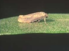 Zeytin güvesi