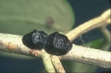 Zeytin Karakoşnili